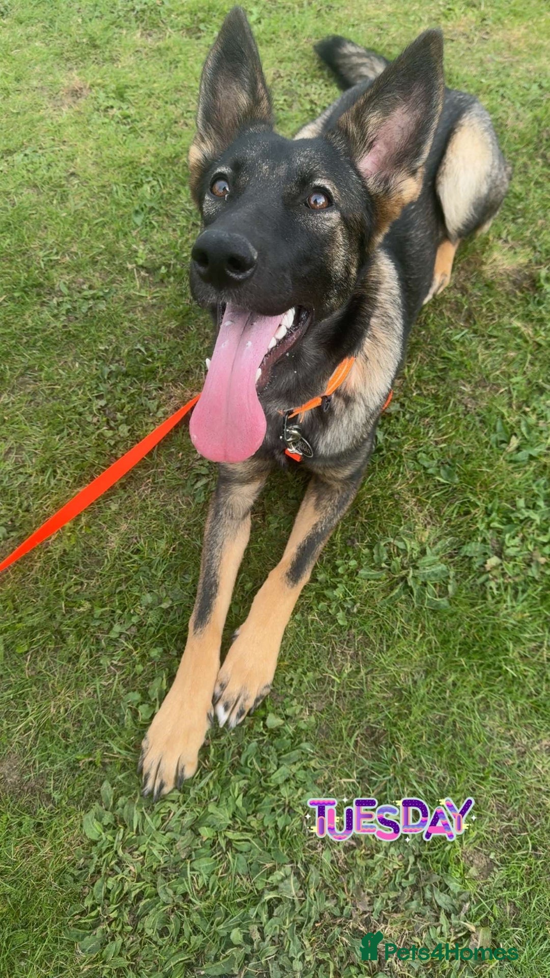 German Shepherd dogs for sale: Malinois x German Shephard  - Image 2