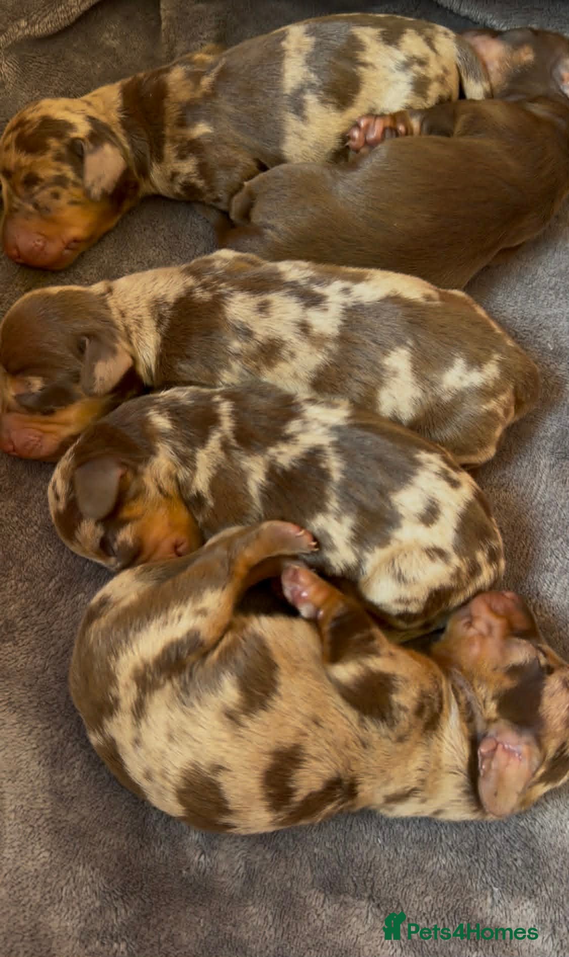 Miniature Dachshund dogs KC Reg Chocolate Dapple Miniature Dachshund P - Advert 18