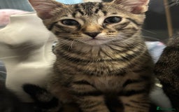 Domestic Shorthair cats for sale: Healthy 12-Week-Old Kittens — (Wormed, Ready Now!) - Image 11