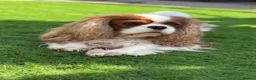 Cavalier King Charles Spaniel dogs for stud: Stunning Blenheim CKCS STUD boy - Advert 6