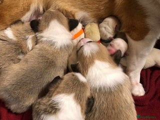 Welsh Corgi Pembroke dogs Beautiful Welsh Pembroke corgis - Advert 3