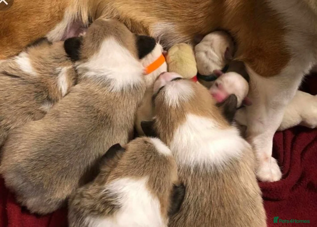 Welsh Corgi Pembroke dogs for sale: Last girl Welsh Pembroke corgi READY TO LEAVE - Advert 7