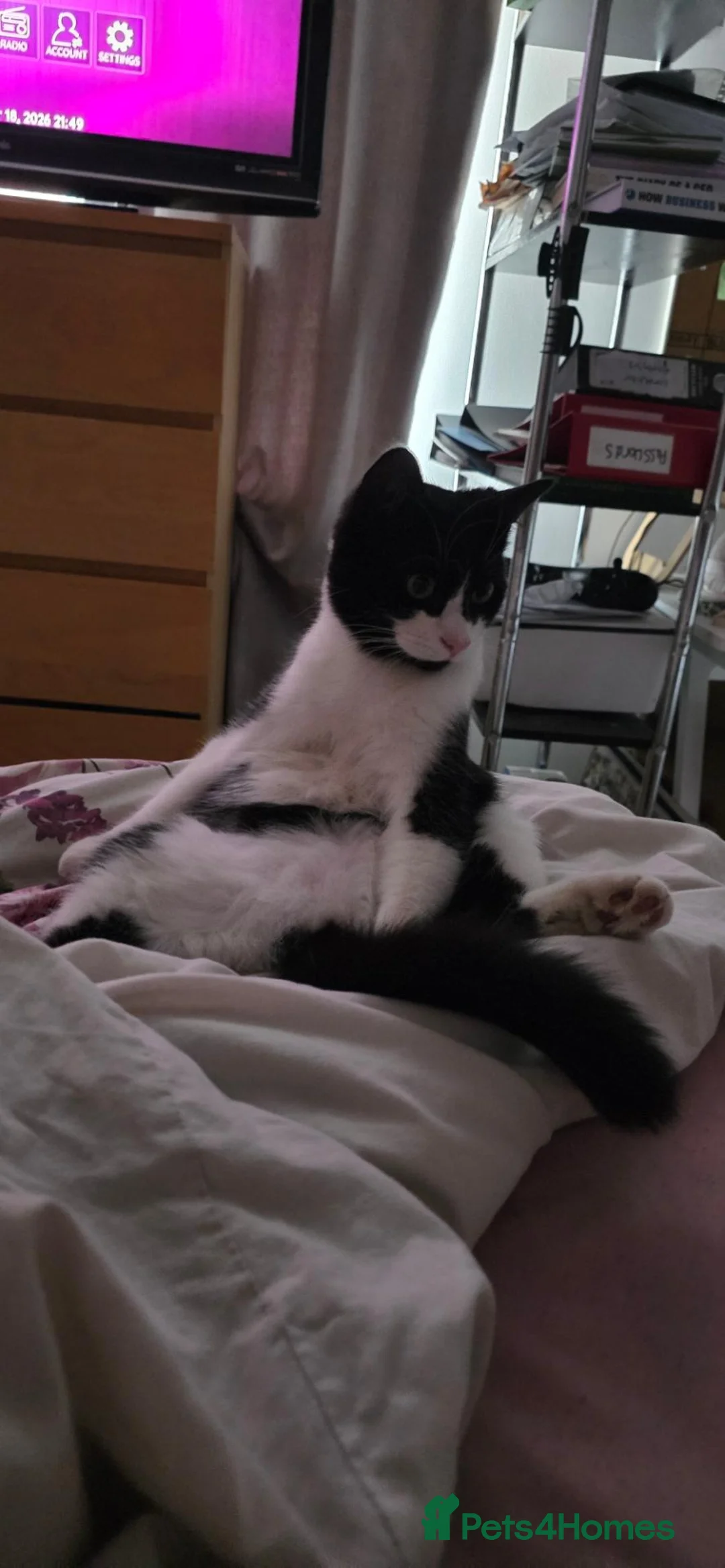 British Shorthair cats for adoption: Male neutured cat  in Aylesbury - Advert 3
