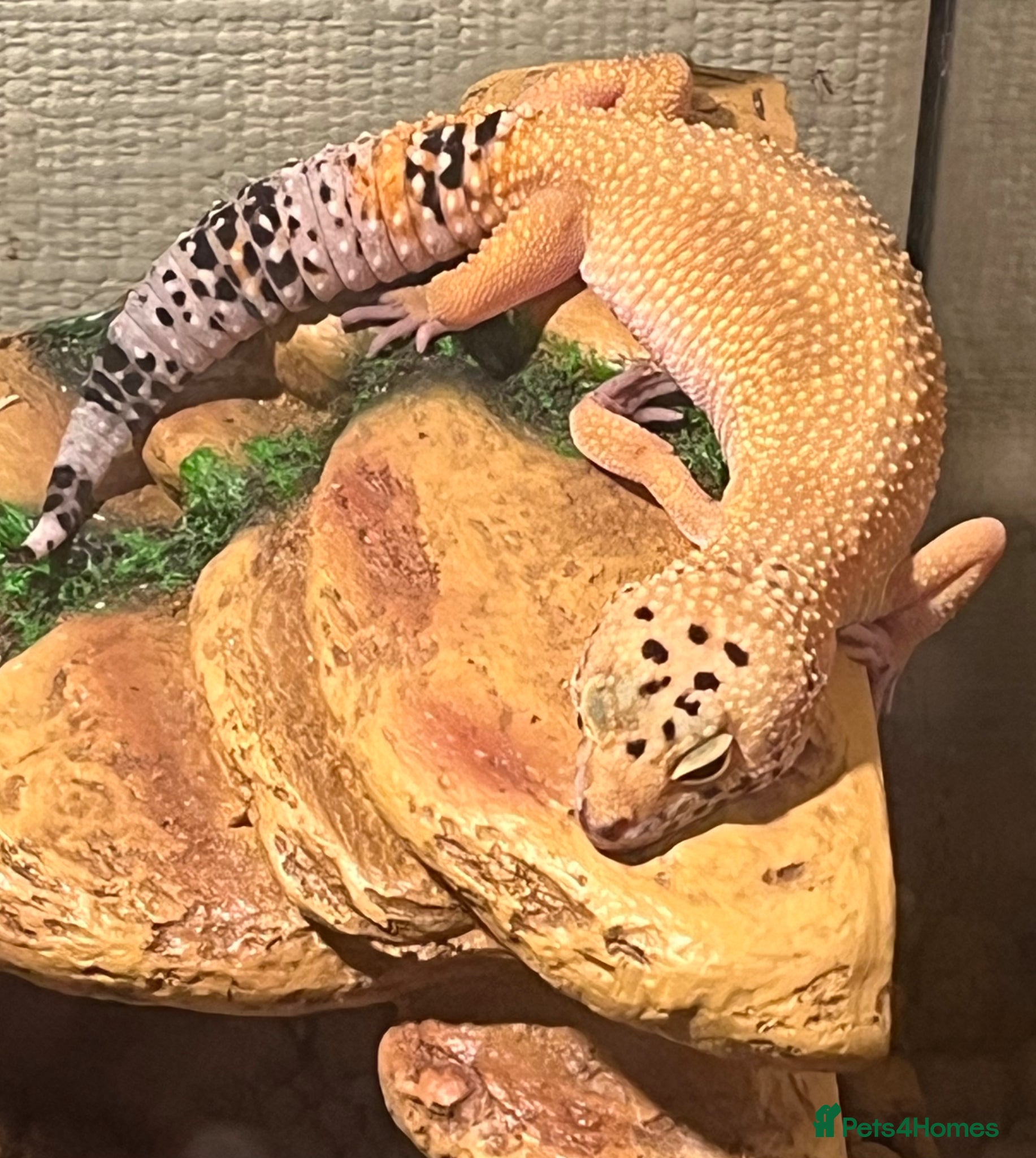 Leopard Gecko reptiles Leopard Gecko for Rehoming - Advert 2