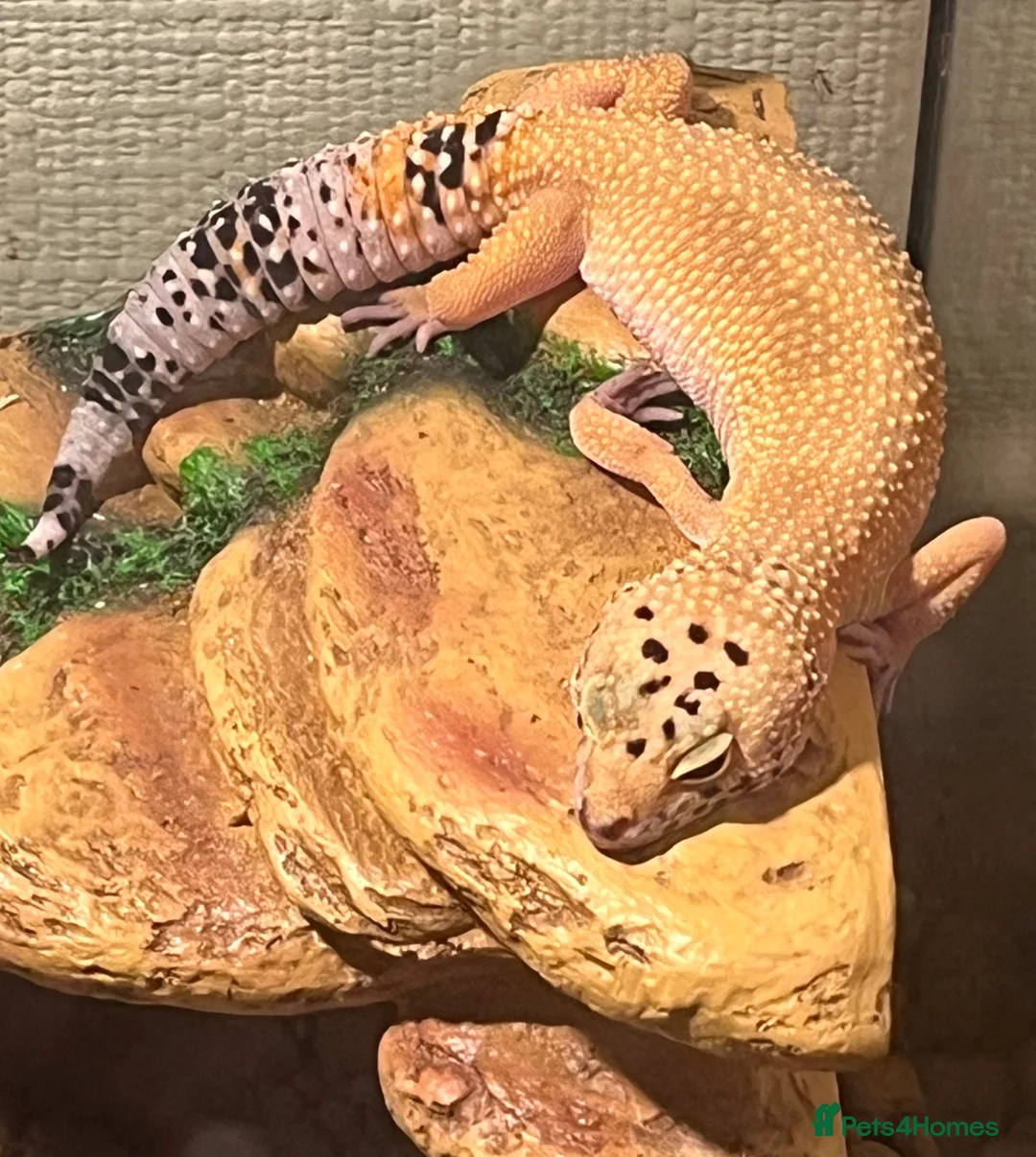 Leopard Gecko reptiles for sale: Leopard Gecko for Rehoming in Peterborough - Advert 2