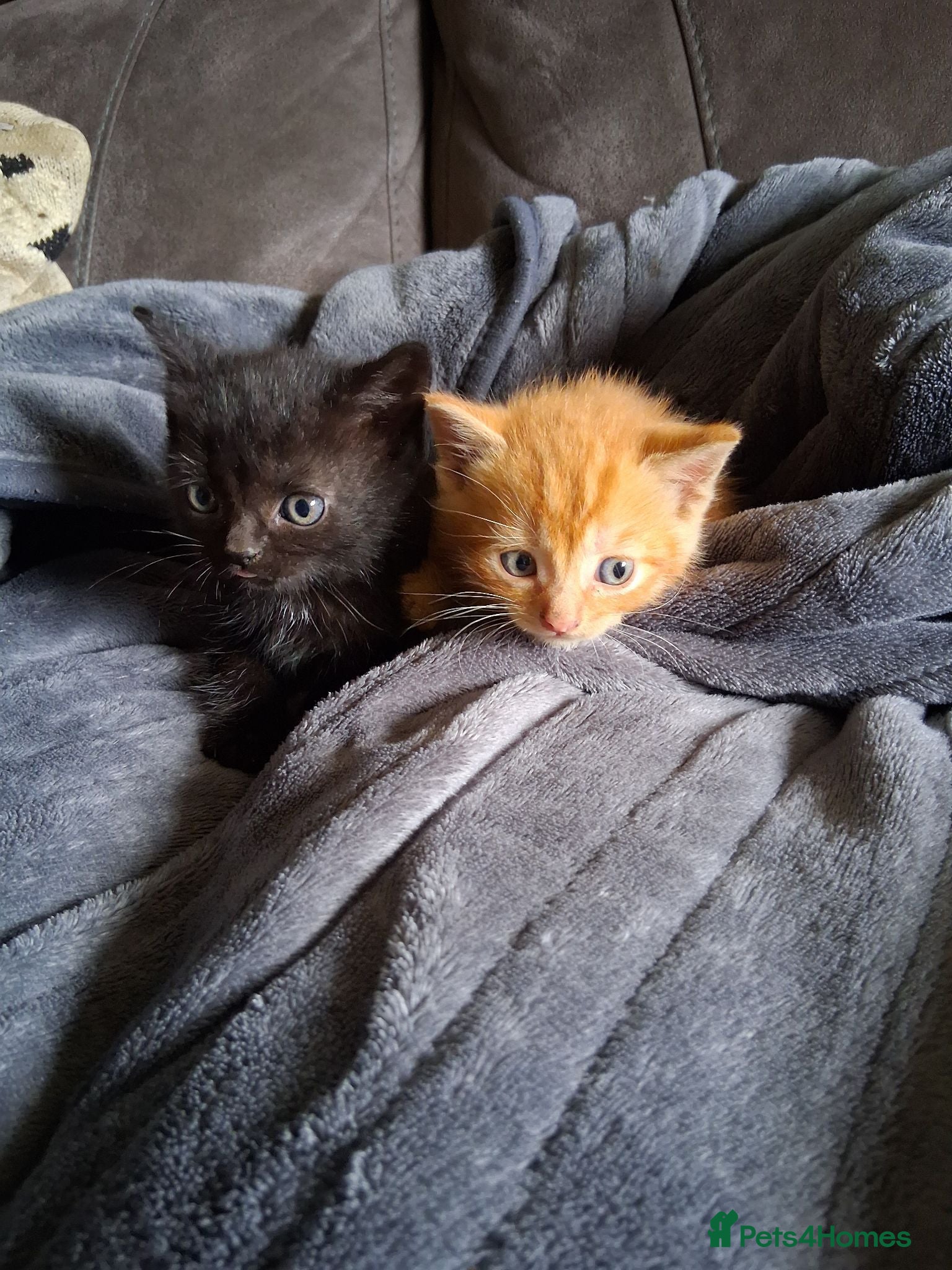 Mixed Breed cats Beautiful kittens looking for 5* homes - Advert 11