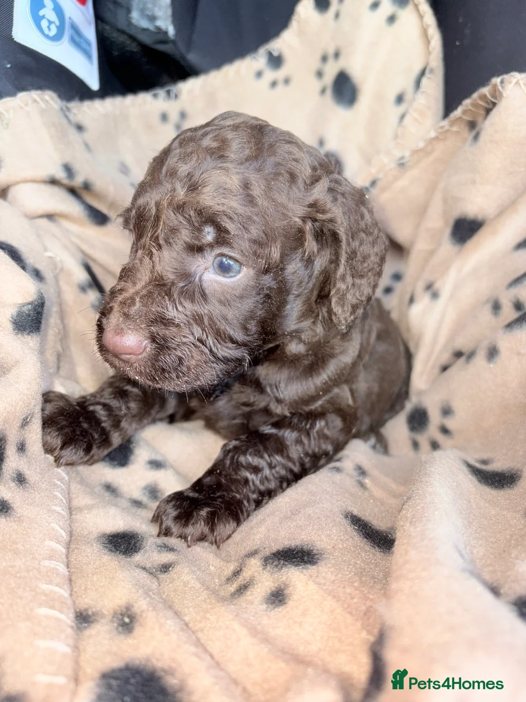 Cockapoo dogs for sale: Cockapoo puppys - Advert 3