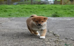 Japanese Shiba Inu dogs for sale: Health tested Japanese Shiba Inu Puppies - Image 22