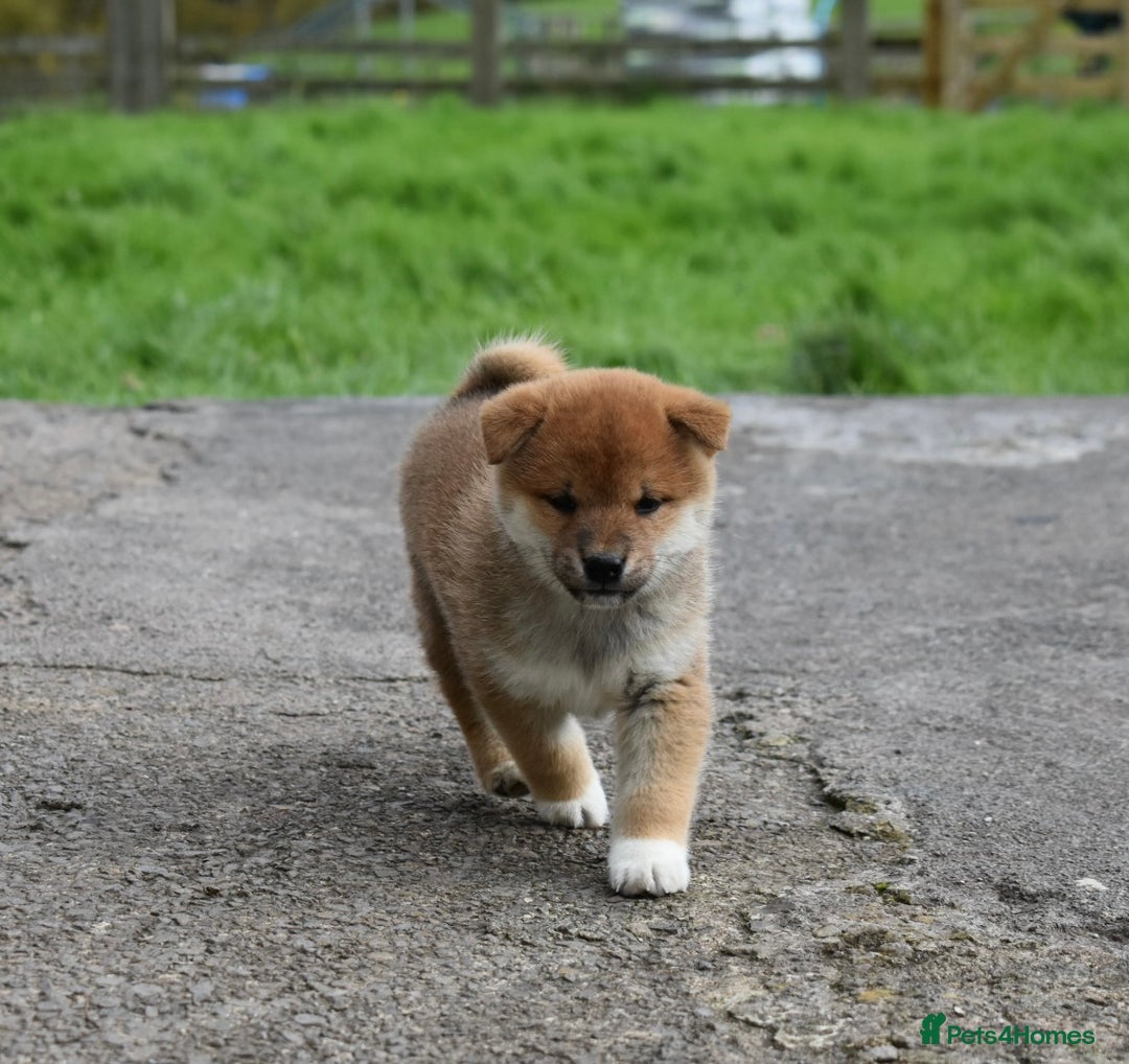 Japanese Shiba Inu dogs for sale: Health tested Japanese Shiba Inu Puppies - Image 22