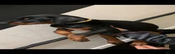 Dobermann dogs for sale: Royal KC Doberman puppies  - Advert 30