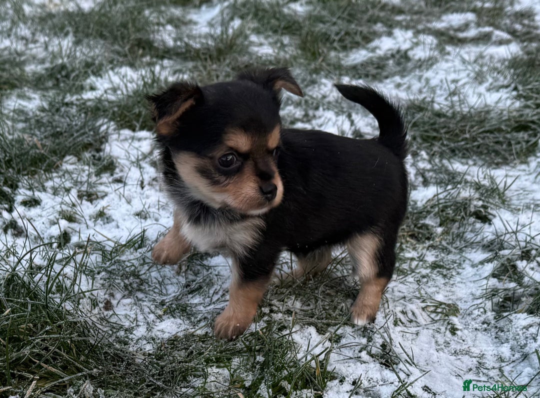 Chorkie dogs for sale: Beautiful tiny chorkie girl short hair smooth coat - Advert 7