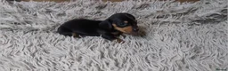 Miniature Dachshund dogs for sale: Mini Dachshund Puppies KC Ready start of March 🐾 - Advert 15