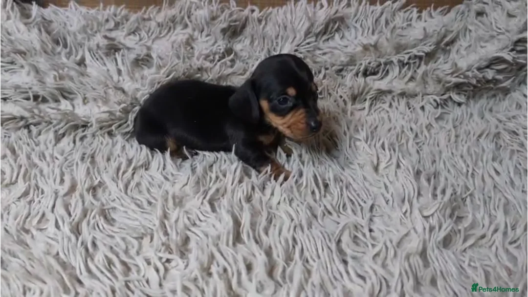 Miniature Dachshund dogs for sale: Mini Dachshund Puppies KC Ready start of March 🐾 - Advert 15