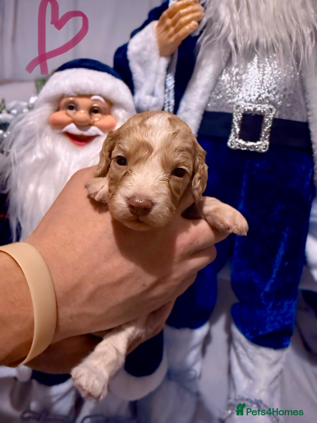 Cockapoo dogs for sale: Stunning F1 Cockapoos 🐾🐶 - Advert 9