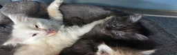 Persian cats for sale: 9 week old black kitten  - Advert 3