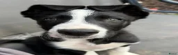 Border Collie dogs for sale: One little boy Border Collie left  - Advert 5