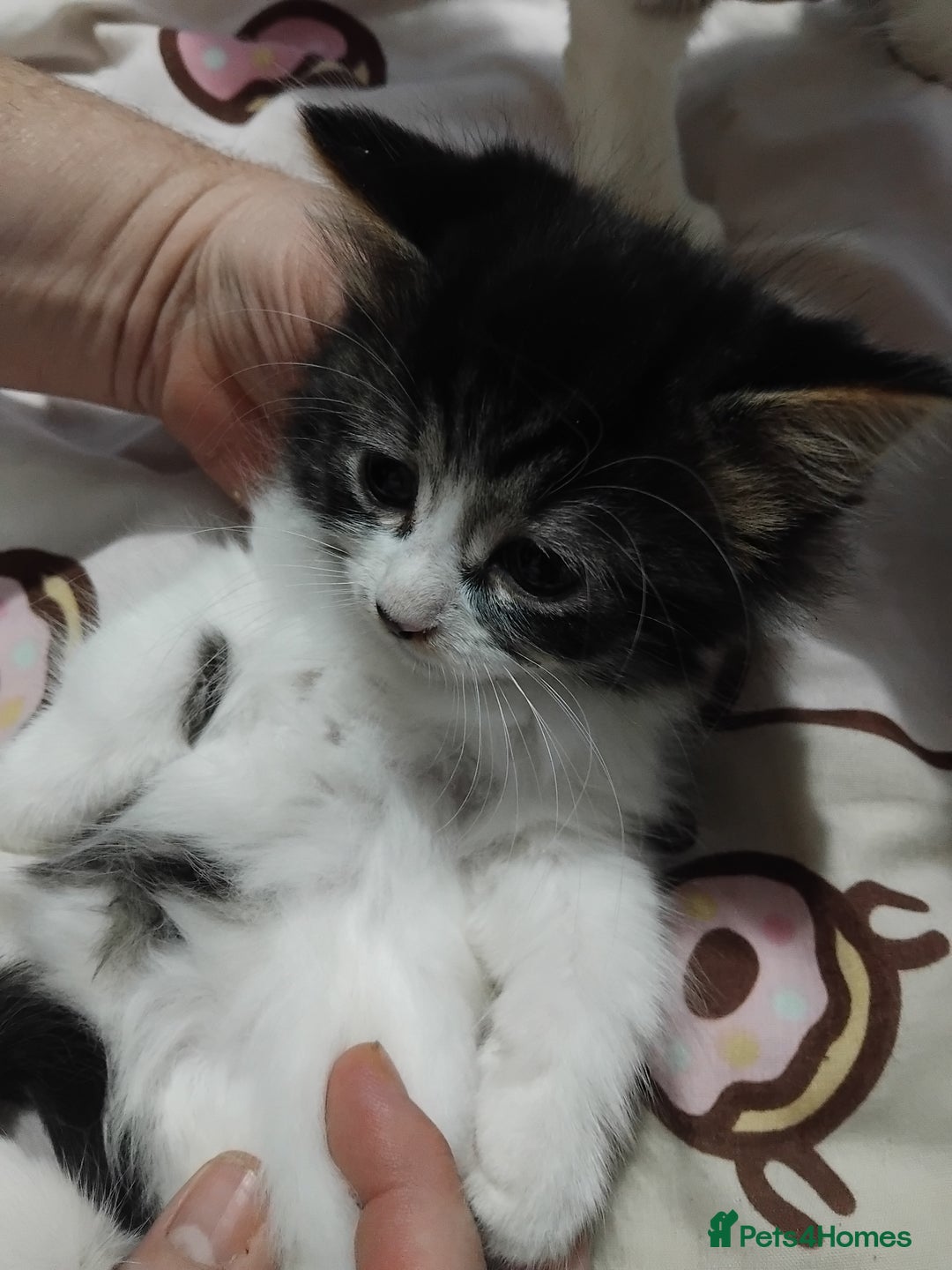 Mixed Breed cats for sale: Kittens  - Advert 4