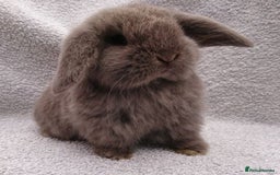 Mini Lop rabbits for sale: Stunning pure mini lop baby rabbits  - Image 26
