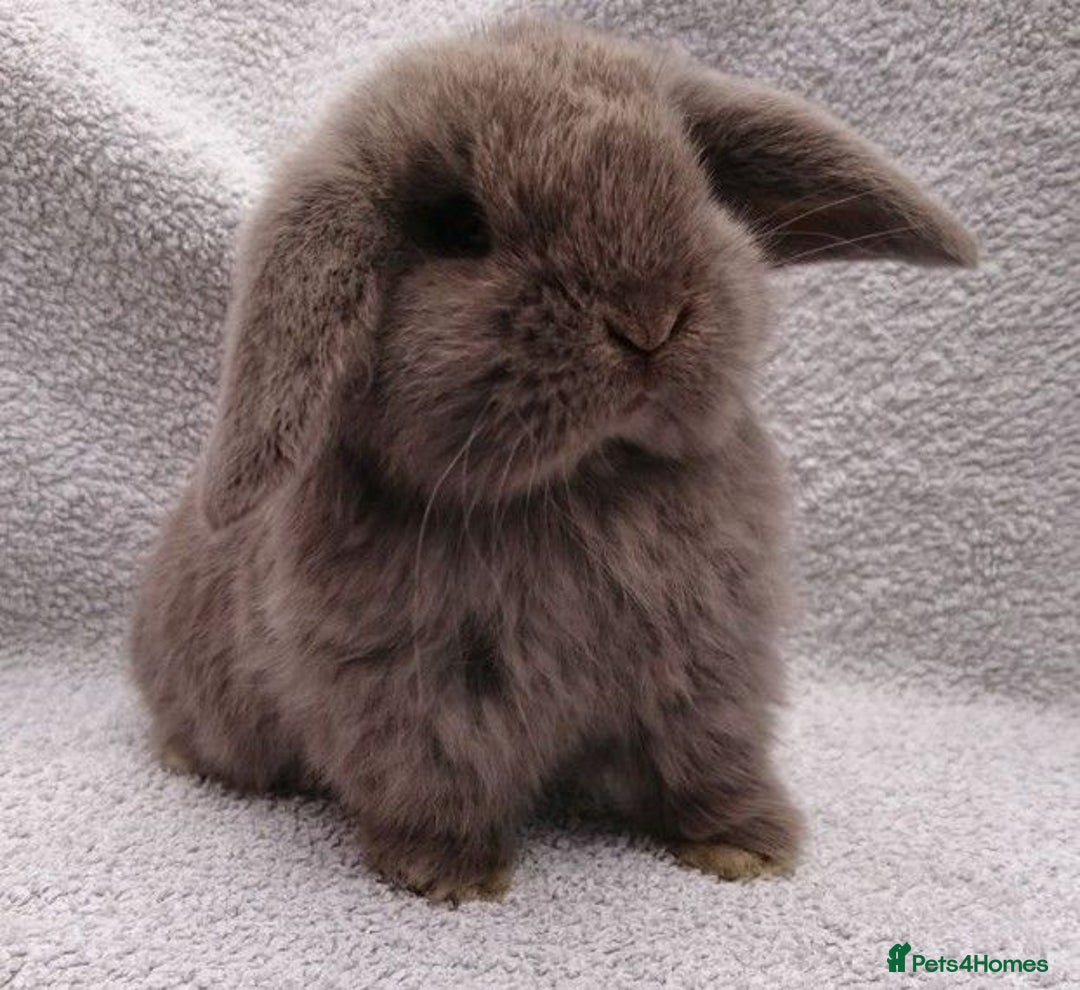 Mini Lop rabbits for sale: Stunning pure mini lop baby rabbits  - Image 26