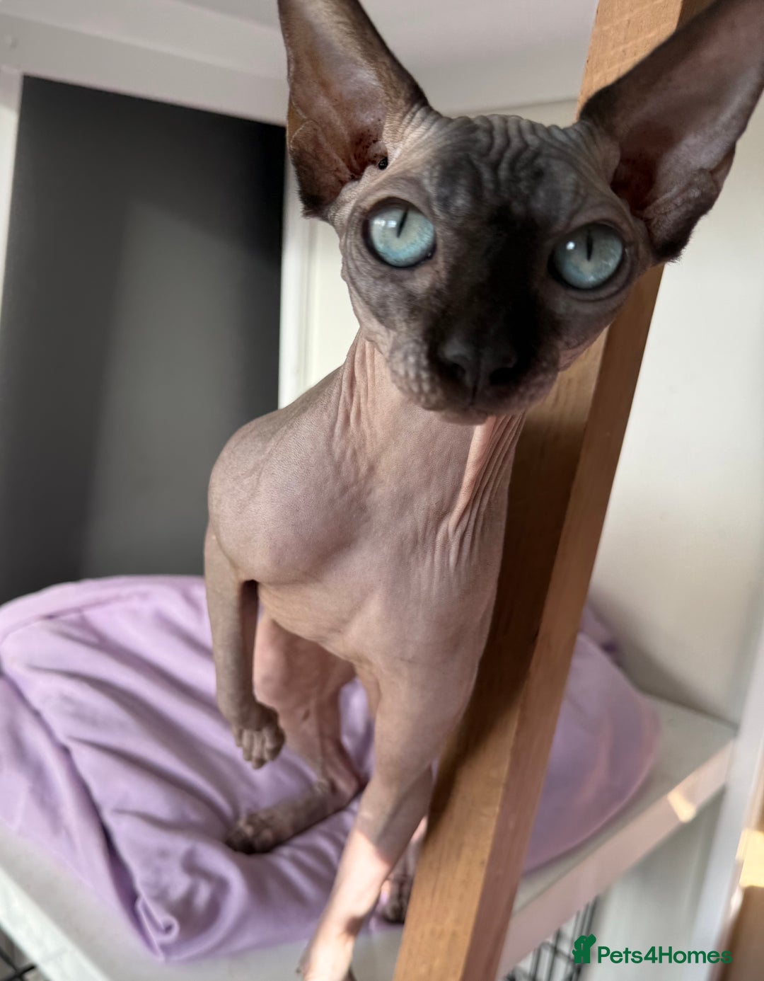 Sphynx cats for sale: Beautiful Female! - Advert 1