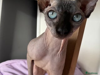 Sphynx cats Beautiful Female! - Advert 1