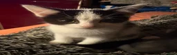 Mixed Breed cats for sale: Kittens  - Advert 26