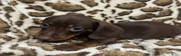 Dachshund dogs for sale: 🩷Amazing dachshund puppies🩷 - Advert 8