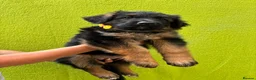 German Shepherd dogs for sale: German Shepherd puppies  - Advert 3