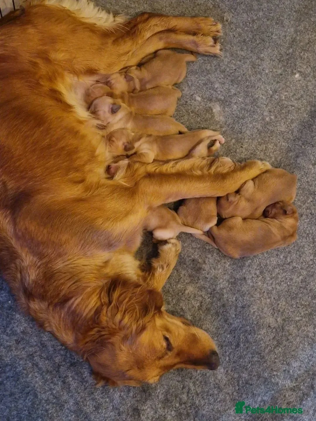 Golden Retriever dogs for sale: Last boy KC Red Golden Retriever - Advert 11