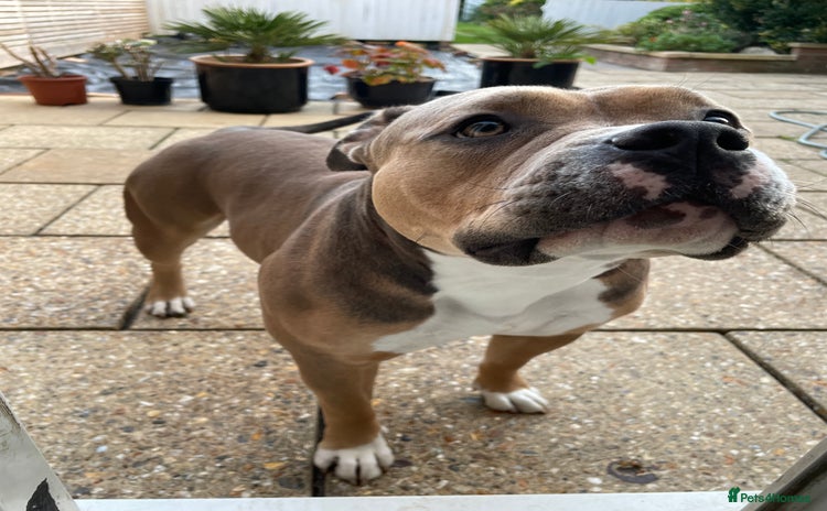 American Bully dogs - Advert 1