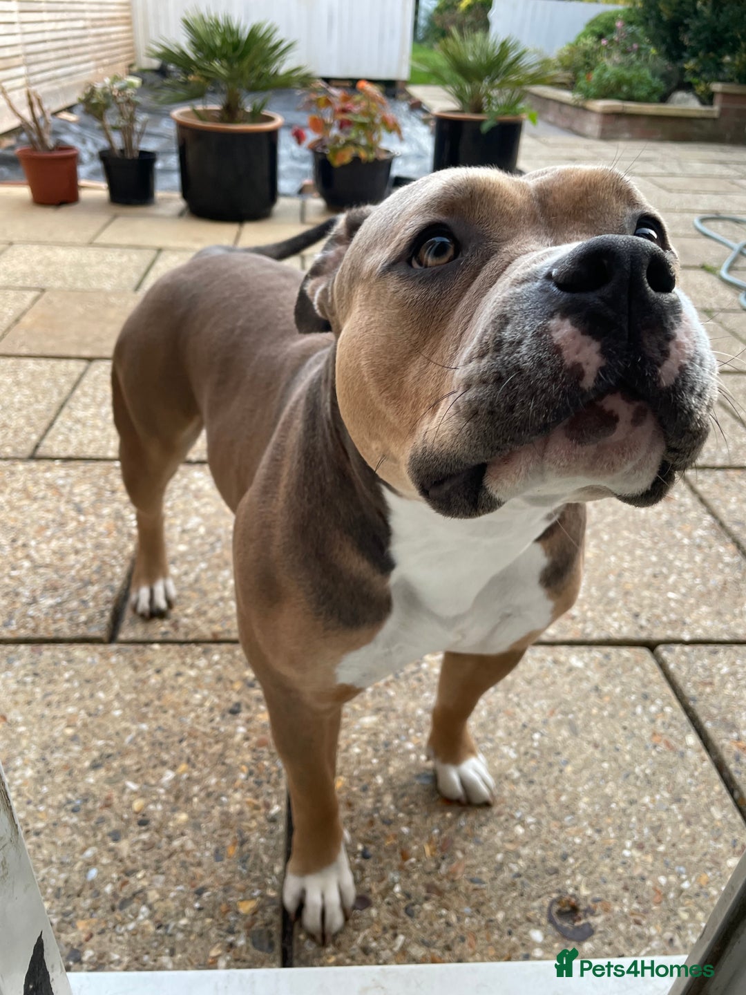 American Bully dogs for sale: Female pocket bully for rehoming - Image 1