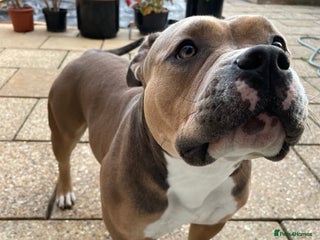 American Bully dogs - Advert 1