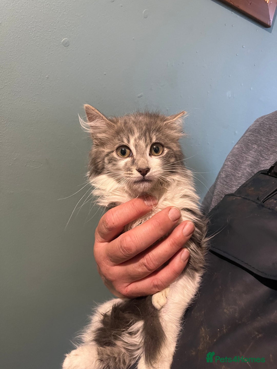 Mixed Breed cats for sale: Long and short haired, litter trained kittens  - Advert 6