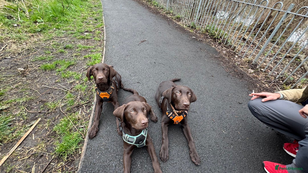 Labrador Retriever dogs for sale: Puppies due between 6-13 February  - Advert 13