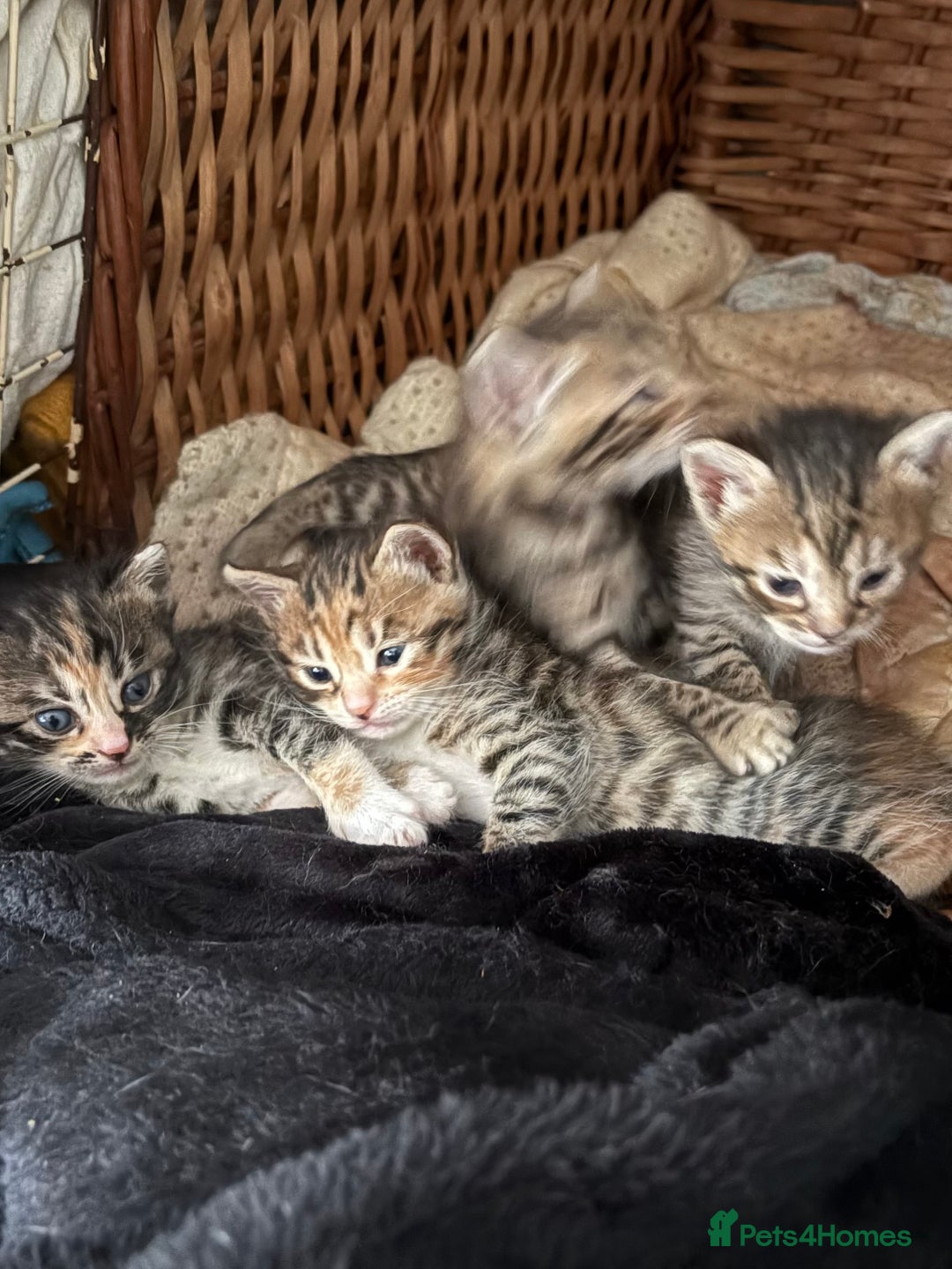 Bengal cats for sale: Bengal kittens tegistered - Image 9