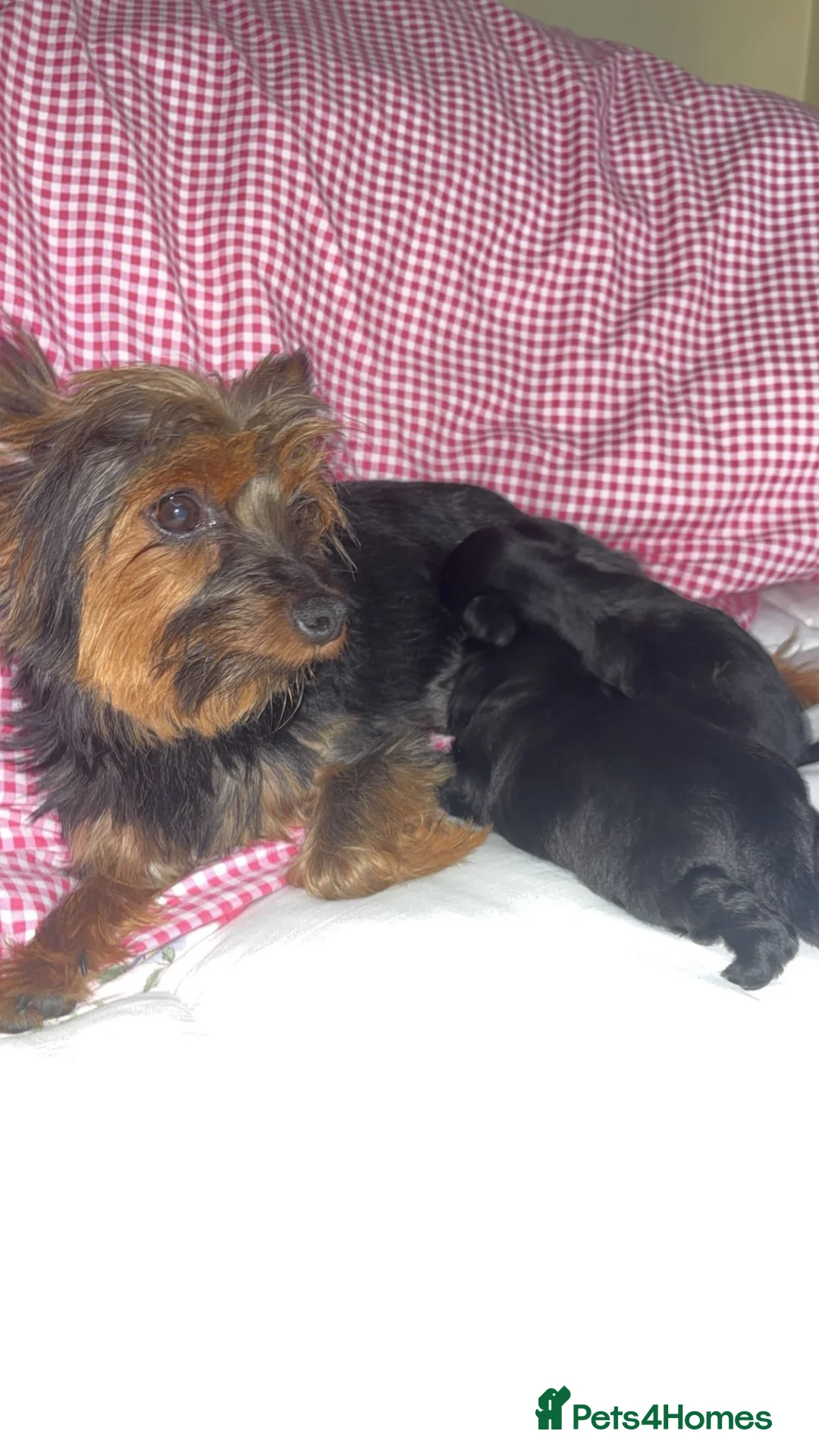 Yorkiepoo dogs for sale: Asian toy poodle puppy’s  in Sittingbourne - Advert 12