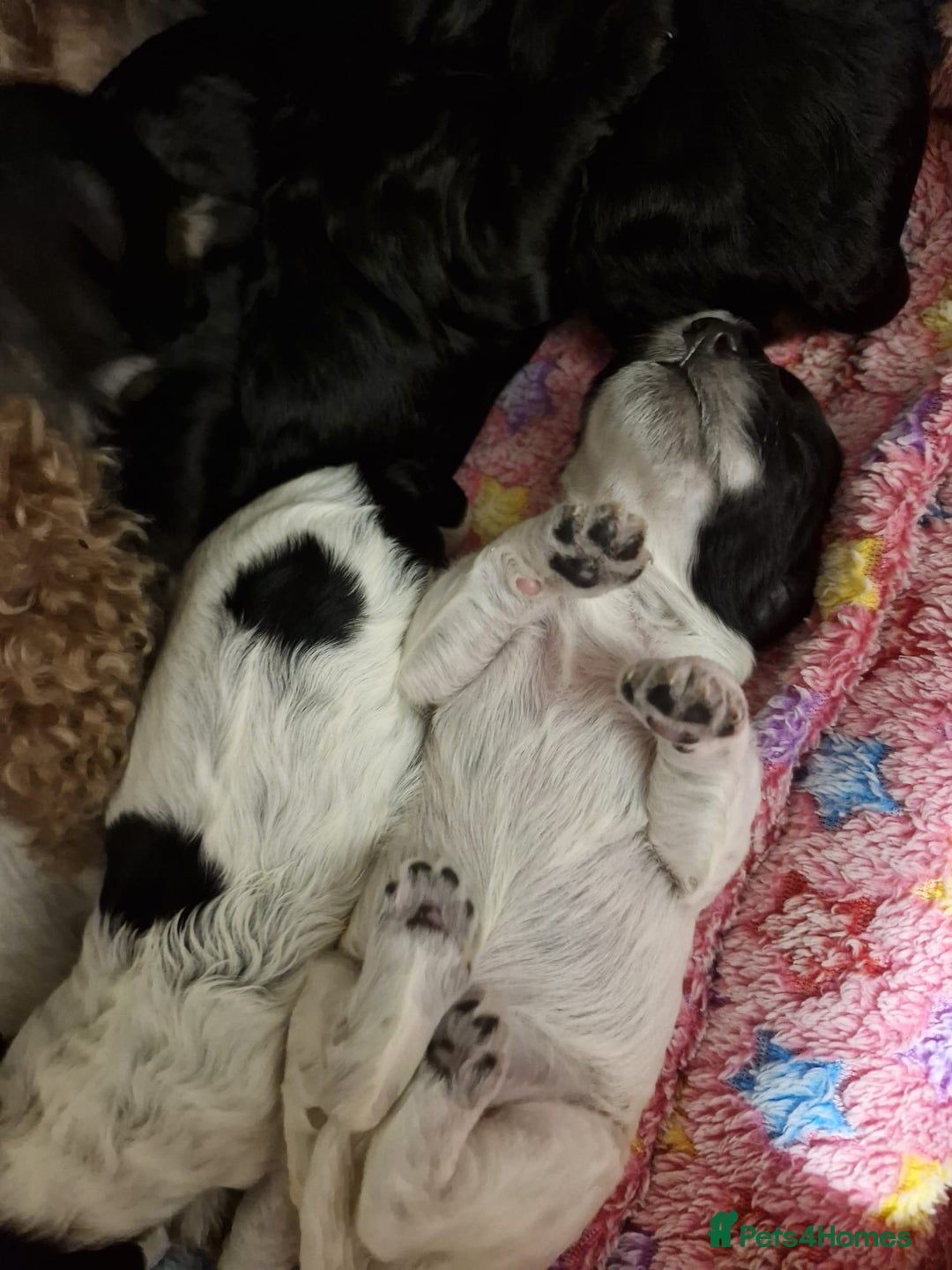 Cockapoo dogs for sale: Miniature cockapoo puppies  - Advert 8