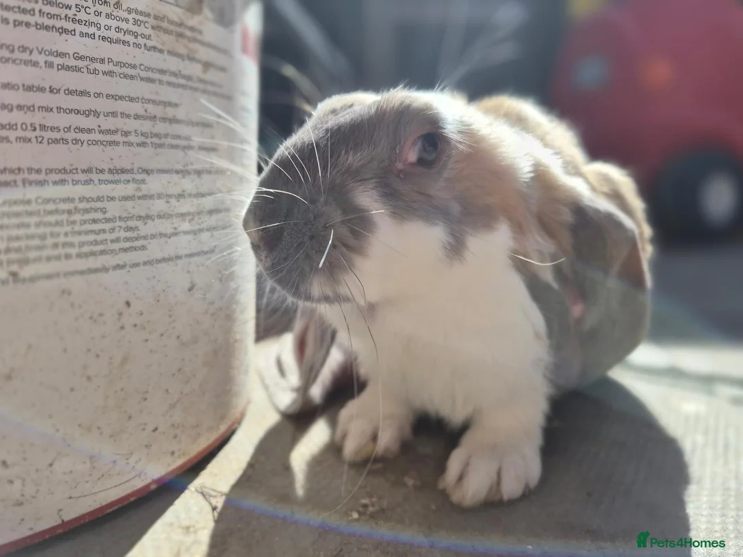 English Lop rabbits for sale: Two stunning female English lops - Advert 6