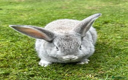 Mini Lop rabbits for sale: Mini Lops Ready now!!!!  in Coalville - Image 13