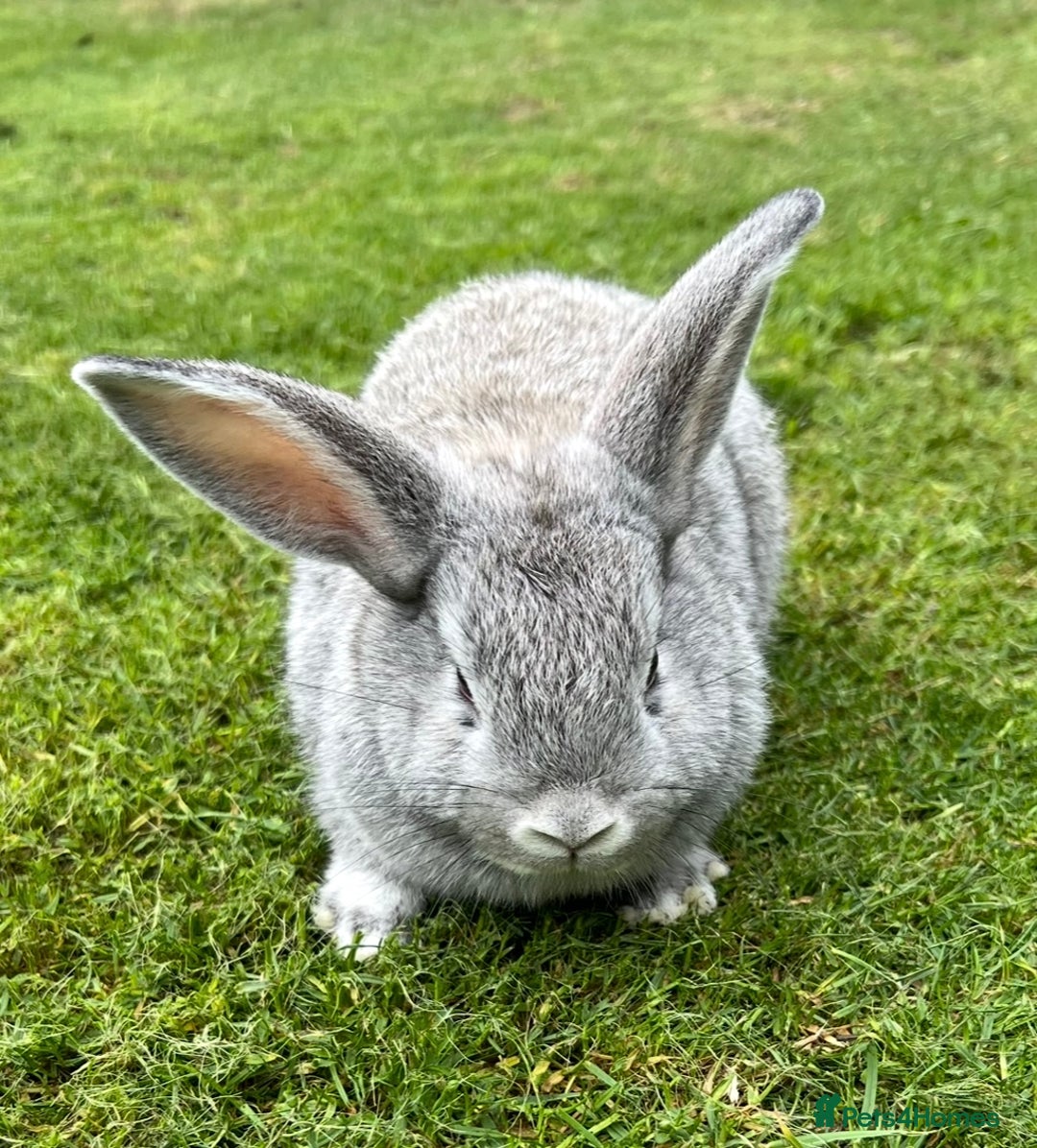 Mini Lop rabbits for sale: Mini Lops Ready now!!!!  in Coalville - Image 13
