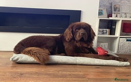Newfoundland dogs for sale: KC registered Newfoundland Puppies. Health tested - Image 20