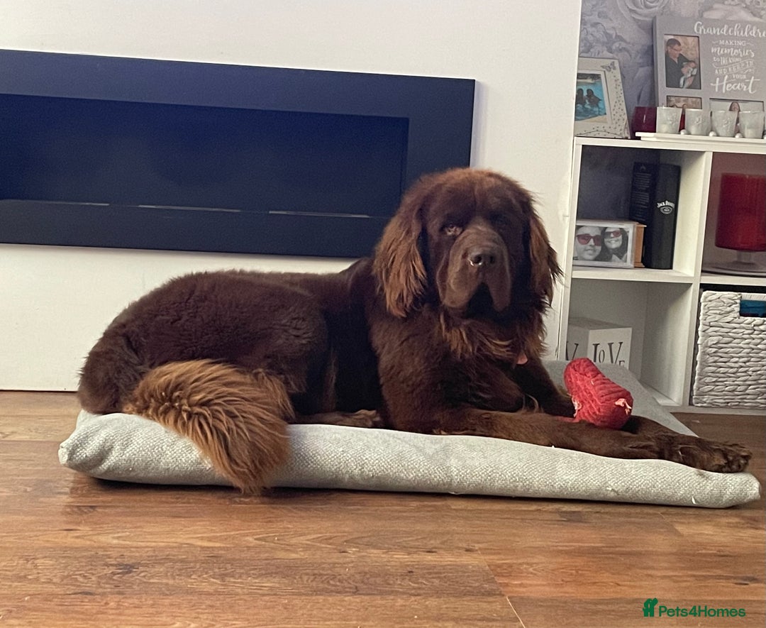 Newfoundland dogs for sale: KC registered Newfoundland Puppies. Health tested - Image 20