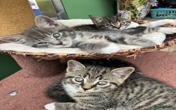 Mixed Breed cats for sale: Sweet natured kittens ready to go - Advert 15
