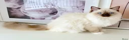 Ragdoll cats for sale: GCCF ACTIVE (FOR BREEDING) SEAL POINT MITTED GIRL - Advert 24