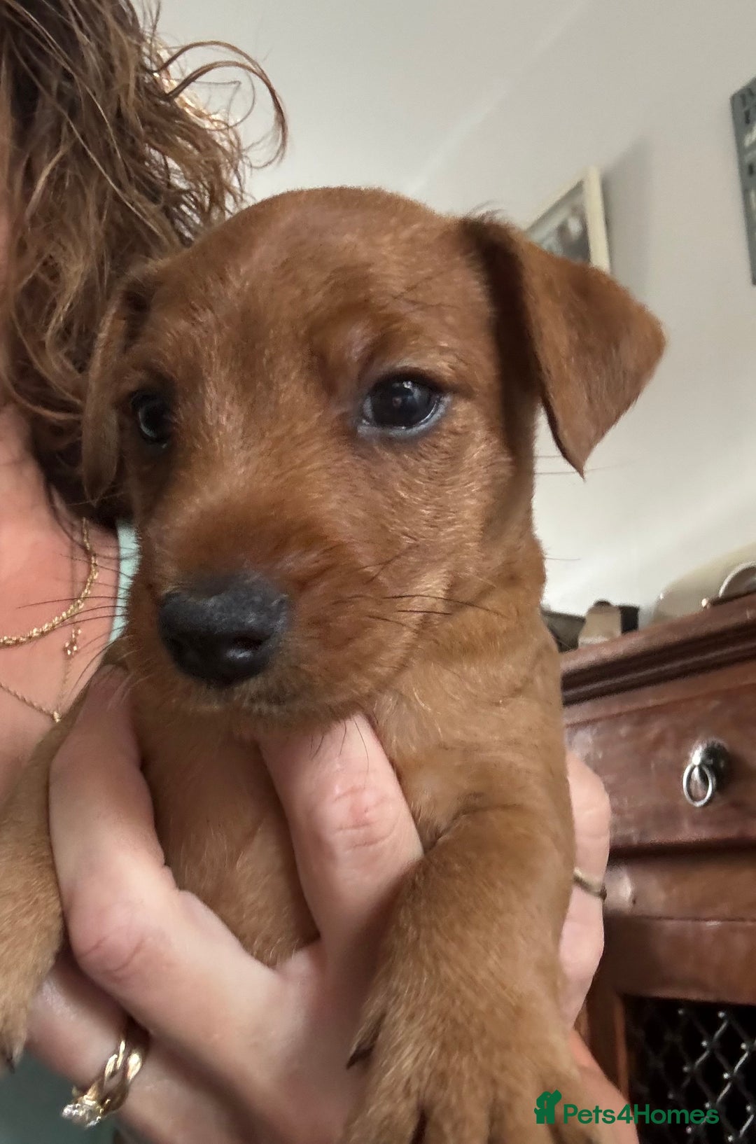 Mixed Breed dogs for sale: X3 Terrier Boys ready now - Image 5
