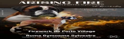 Boxer dogs for sale: 3 Red & White Boxer puppies available  - Advert 5