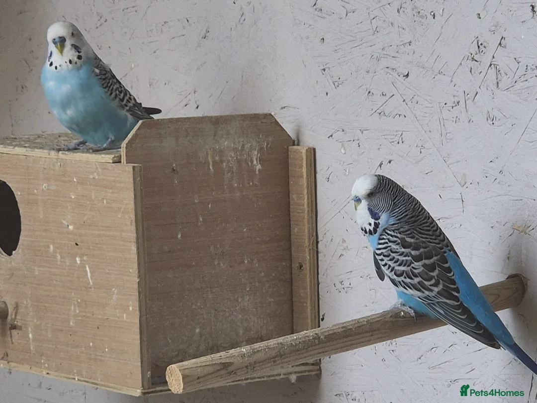Budgerigars birds for sale: Aviary Budgies in Newton Abbot - Advert 2