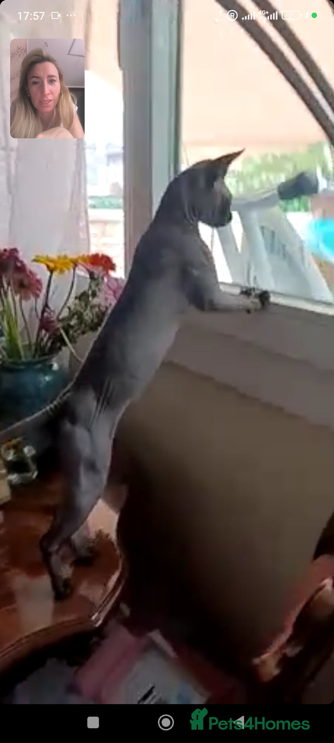 Sphynx cats for stud: Daryl  - Image 3