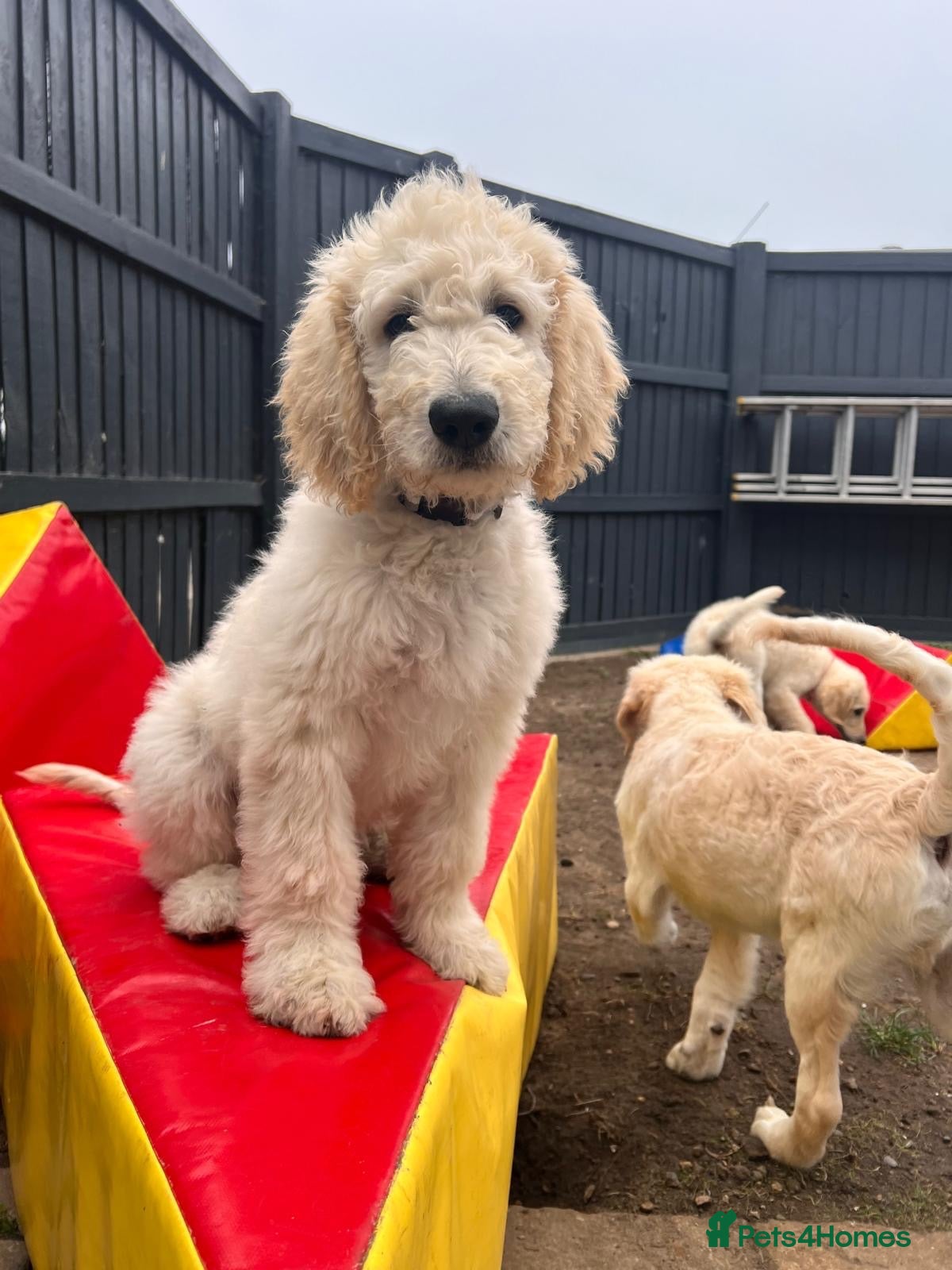 Goldendoodle dogs 🐾 Goldendoodle large puppies ready now 🐾 - Advert 2
