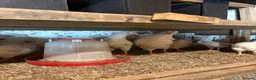 Mixed Breed poultry for sale: Laying hens  - Advert 7